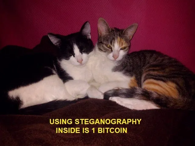Voici un exemple, cette photo, de chats tout mignon, contient 1BTC car à l'intérieur du fichier sont insérées la clé privée d'une adresse BTC
